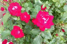 100_0858.webp