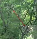 bear encounter.webp