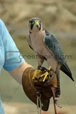 falcon.webp