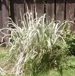 Grass 1.webp