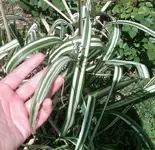 Grass 2.webp