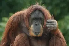 thumbs-up-orangutan.webp