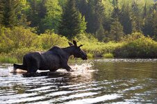 moose 100.jpg