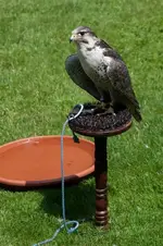 falcon-hunting-hybrid.webp