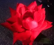 0514011815.webp