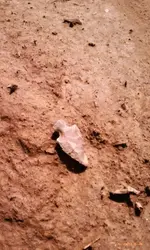 insitu1.webp