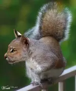 Photoshop #14.webp