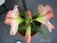 flower4.webp