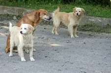 DSC05003.webp