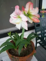 flower5.webp