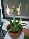 flower1.webp