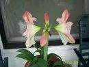 flower3.webp
