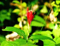 Wildflower (Indian Pink, Woodland Pink, or Worm Grass).webp