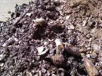 MILK DUMP (3).webp