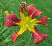 Satan\'s-Curls.webp