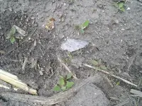 P1010085.webp