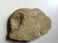 rock_back.webp