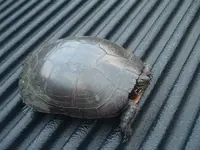 turtle in truck.webp
