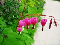bleeding hearts.webp