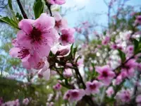 peach blossoms.webp