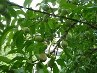 peaches.webp