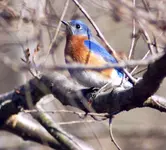 Eastern Bluebird.webp