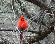Male Cardinal.webp