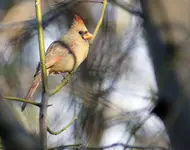 Female Cardinal II.webp