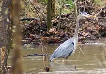 Great Blue Heron.webp