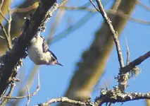 White-Breasted Nuthatch.webp