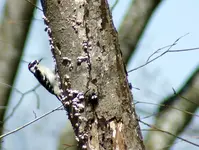 Downy Woodpecker.webp