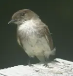 Flycatcher.webp