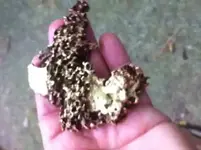 nuggettop.webp