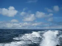 halibut 006.webp