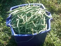 IMG00859-20110710-0858.webp