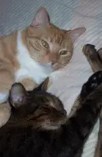 cats.webp