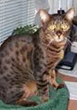 niemo1.webp