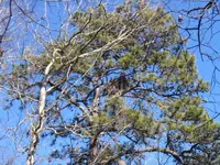 eagle nest.webp