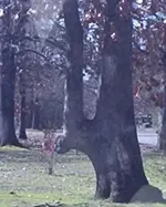 tree01_400X500.webp