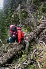 Selkirks34.webp