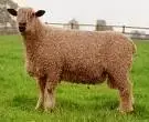 Baaaa.webp