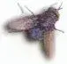fly.webp