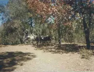 .jpg back country 4x4..webp
