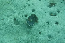 First Coin.webp