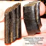 castoroidescheekA.webp castoroidescheekA.webp