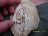 bullseye3.webp