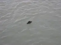 Osama-bin-Laden-sandal-floating.webp