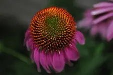 conecrop1.webp