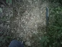 IMG01371-20110620-1958.webp