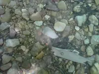 IMG01366-20110620-1406.webp